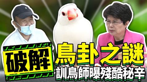 文鳥算命|關於“算鳥卦”知多少？ 訓鳥師揭殘酷面